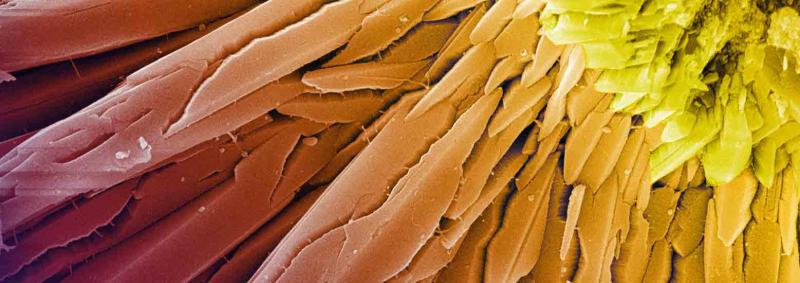 Colorful photo showing the progression of crystal formation of the mineral aragonite in an Italian hot spring.