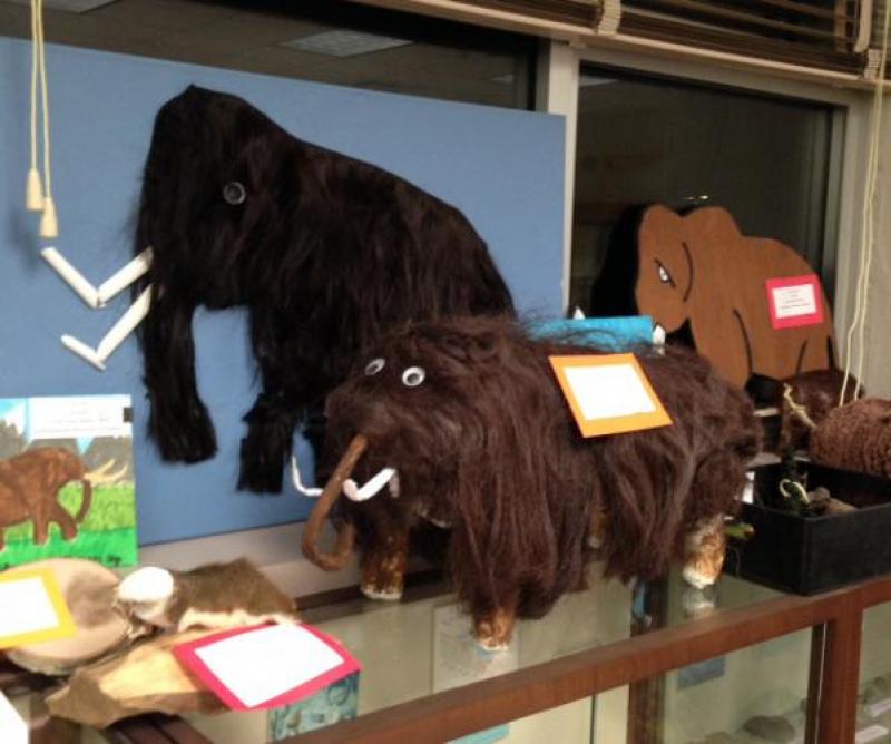 Winning contest entries (mammoths and other extinct animals) on display in the Dunn-Seiler museum