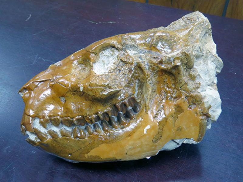 Oreodont skull on a blue background