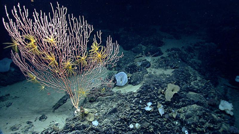 Colony of Jasonisis, a bamboo coral, with numerous crinoid associates; this is the type of seafloor data Caitlin will be collecting for her graduate research. 