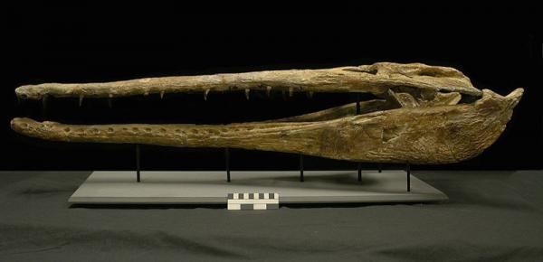 Eothoracosaurus mississippiensis (DSM-3293) 