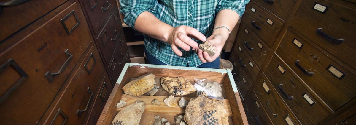 In the foreground museum collections manager, Amy Moe-Hoffman, shows some Ammonite fossils, collection drawers in the background
