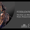 Fossilization: The How and Why of Fossil Formation