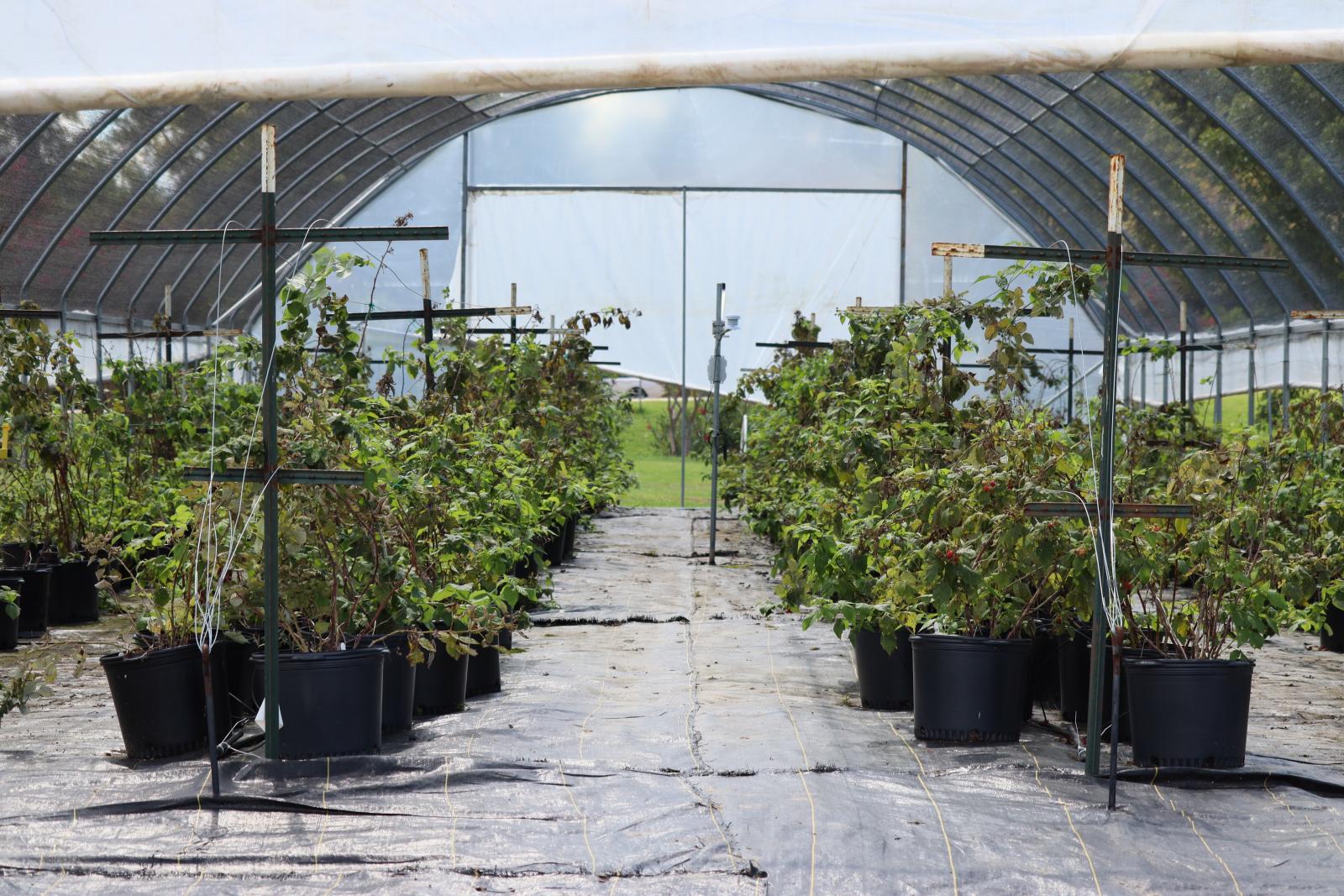 Alliance-Field-Day_09-20-2024_MSU-North-Farm_05