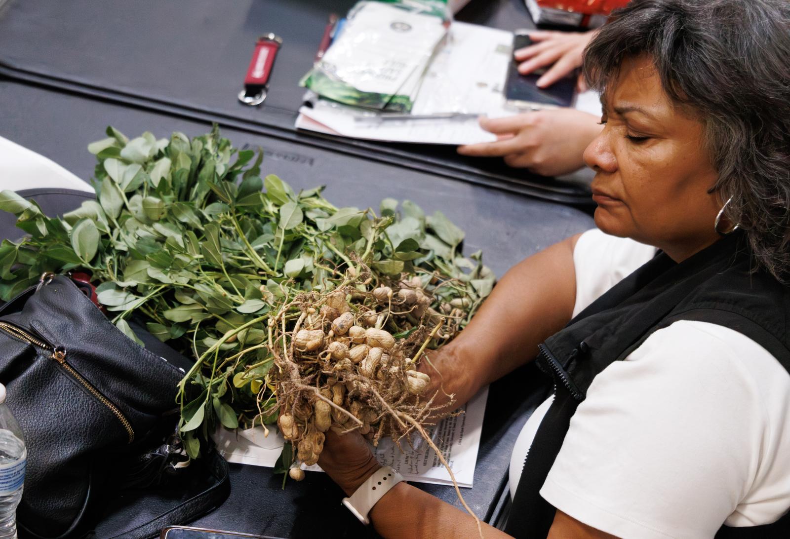 Alliance-Field-Day_09-20-2024_MSU-North-Farm_09